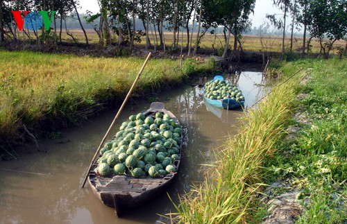 Vietnam’s long-term strategy for rice production for export - ảnh 3